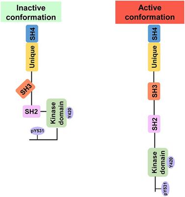 The underlying molecular mechanisms of Fyn in neonatal hypoxic-ischaemic encephalopathy